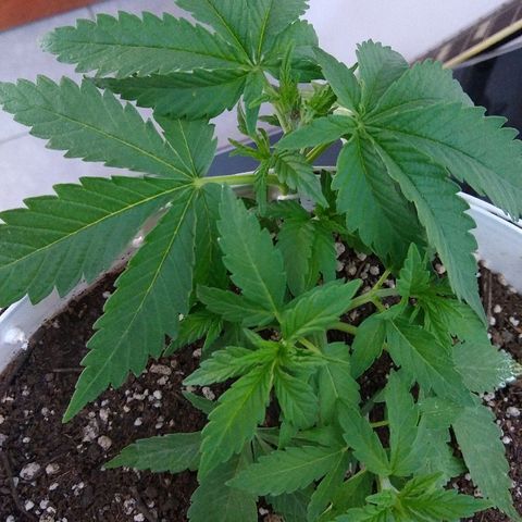 La blanca growlog timeline photo