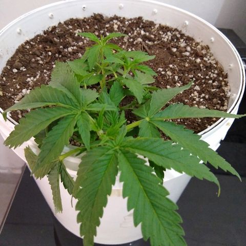 La blanca growlog timeline photo