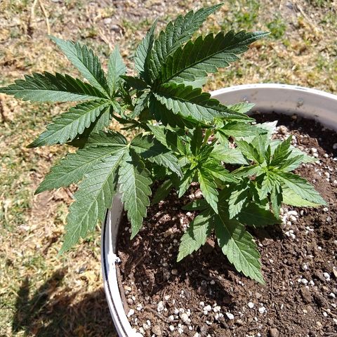La blanca growlog timeline photo