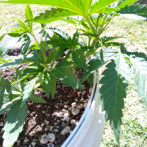 La blanca growlog timeline photo