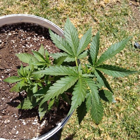 La blanca growlog timeline photo
