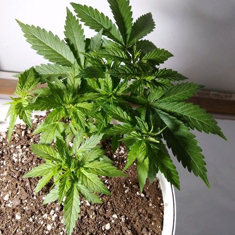 La blanca growlog timeline photo