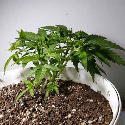 La blanca growlog timeline photo
