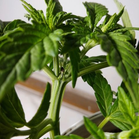 La blanca growlog timeline photo
