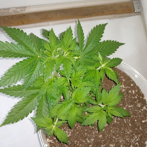 La blanca growlog timeline photo