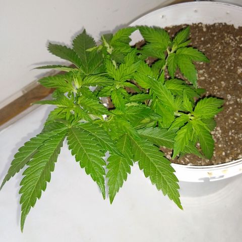 La blanca growlog timeline photo