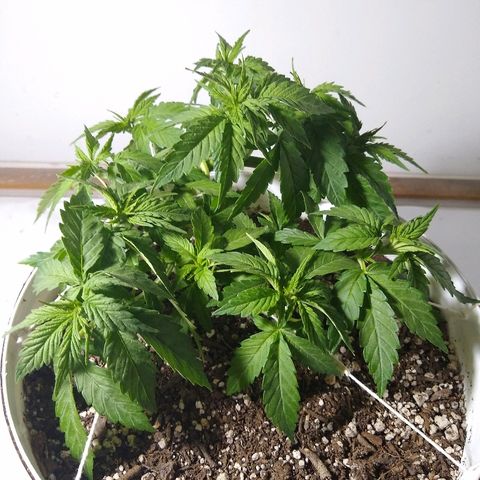 La blanca growlog timeline photo