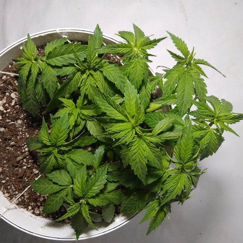 La blanca growlog timeline photo