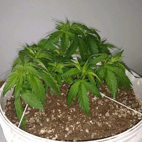 La blanca growlog timeline photo