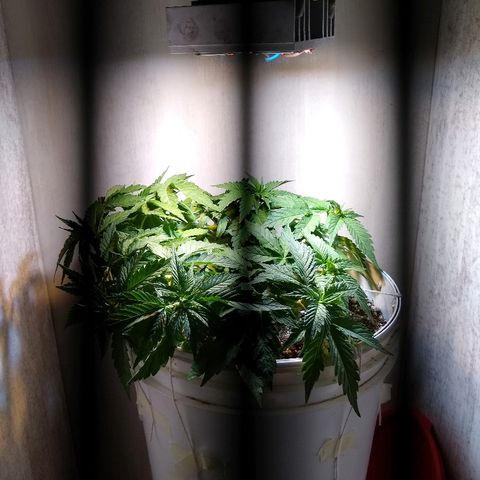 La blanca growlog timeline photo