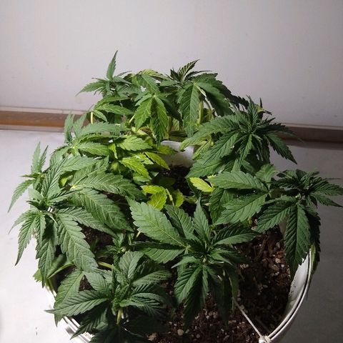 La blanca growlog timeline photo