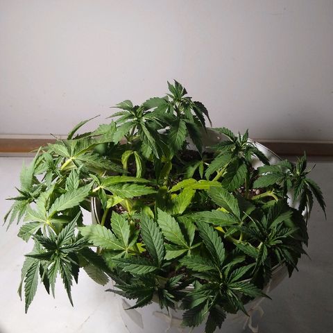 La blanca growlog timeline photo