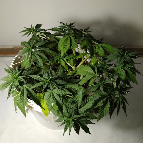 La blanca growlog timeline photo