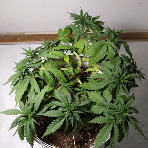 La blanca growlog timeline photo