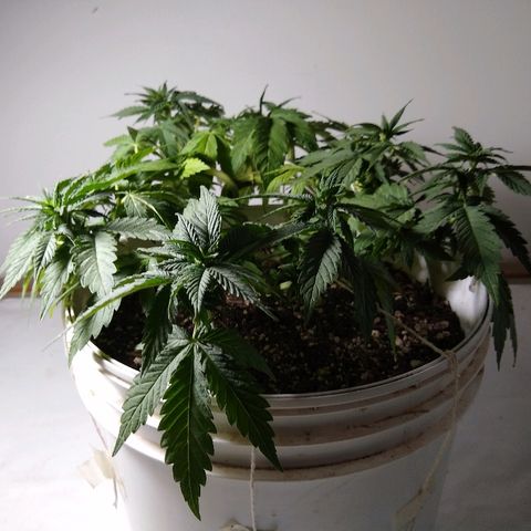 La blanca growlog timeline photo