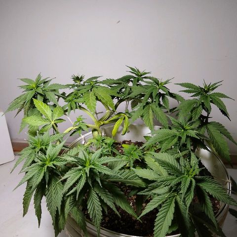 La blanca growlog photo: Defoliación 