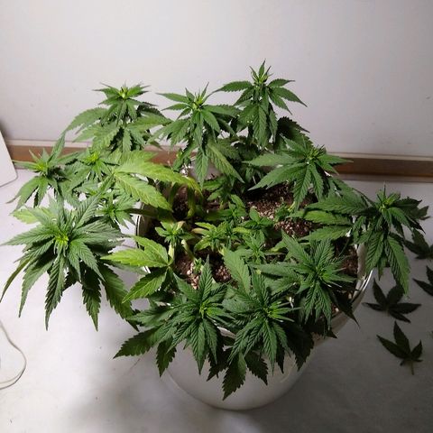 La blanca growlog timeline photo