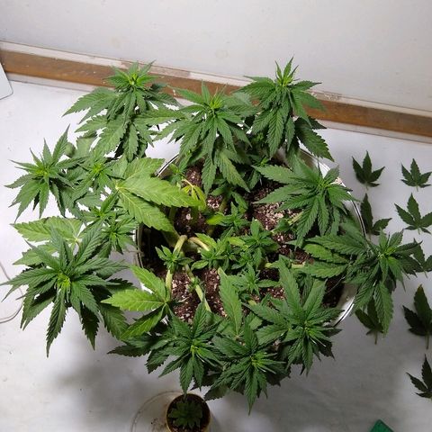 La blanca growlog timeline photo
