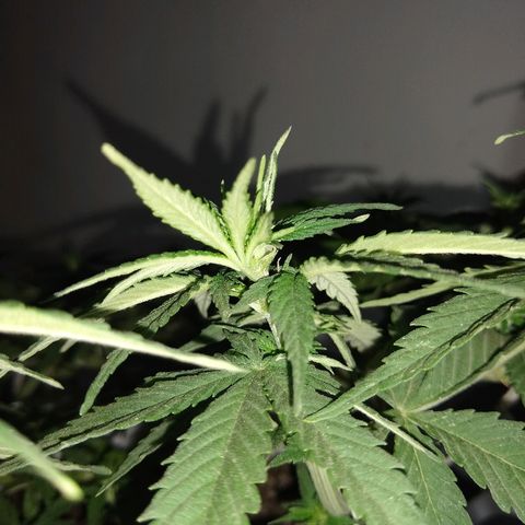 La blanca growlog timeline photo