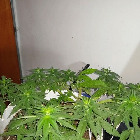 La blanca growlog timeline photo