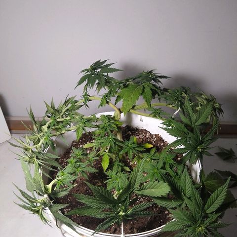 La blanca growlog timeline photo