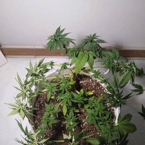 La blanca growlog timeline photo
