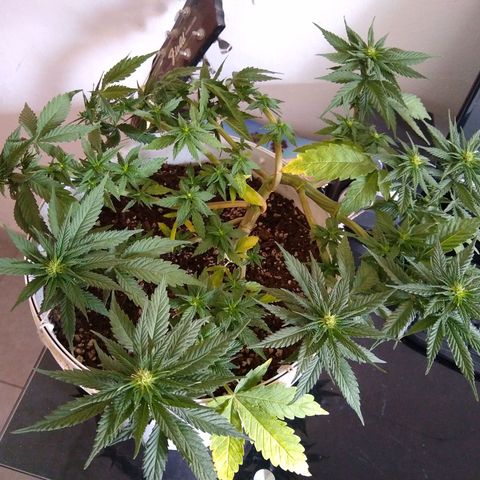 La blanca growlog timeline photo