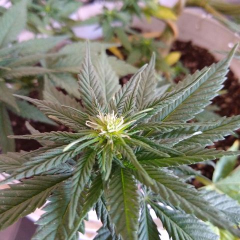 La blanca growlog timeline photo