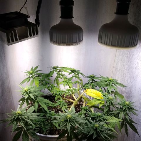 La blanca growlog timeline photo