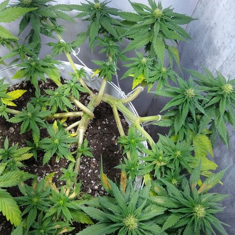 La blanca growlog timeline photo