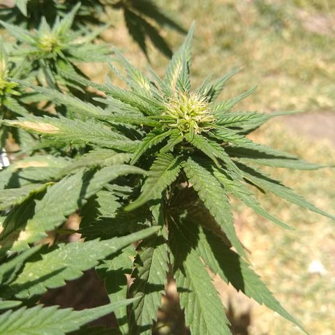 La blanca growlog timeline photo