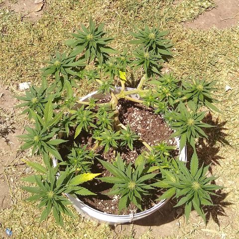 La blanca growlog timeline photo