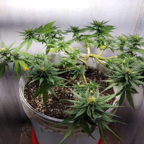 La blanca growlog timeline photo