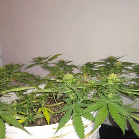 La blanca growlog timeline photo