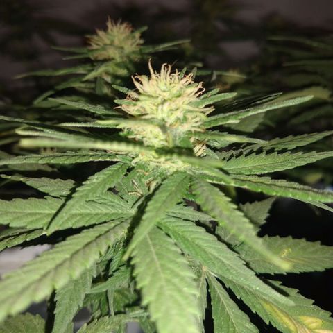 La blanca growlog timeline photo