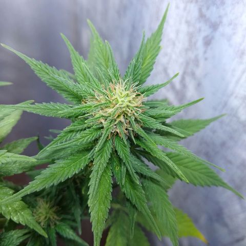 La blanca growlog timeline photo
