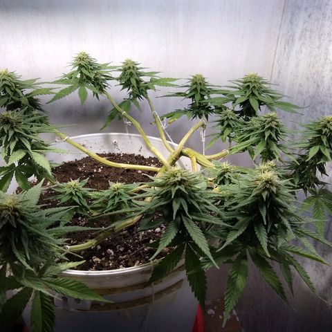 La blanca growlog timeline photo