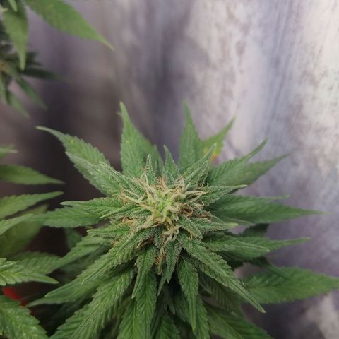 La blanca growlog timeline photo