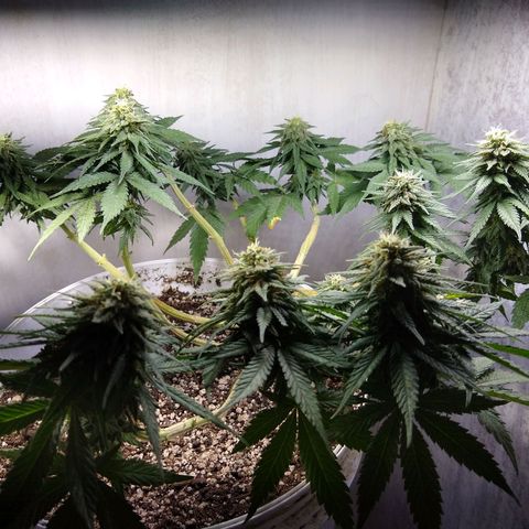 La blanca growlog timeline photo