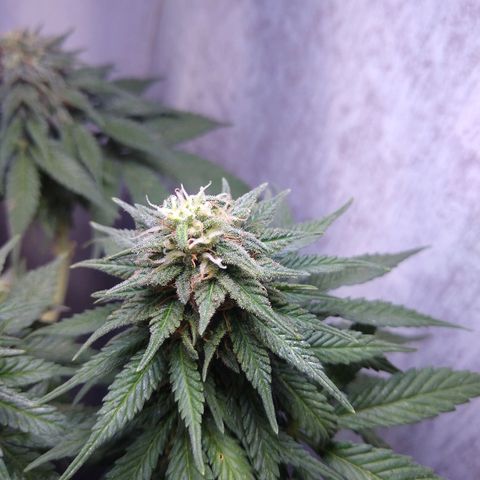 La blanca growlog timeline photo