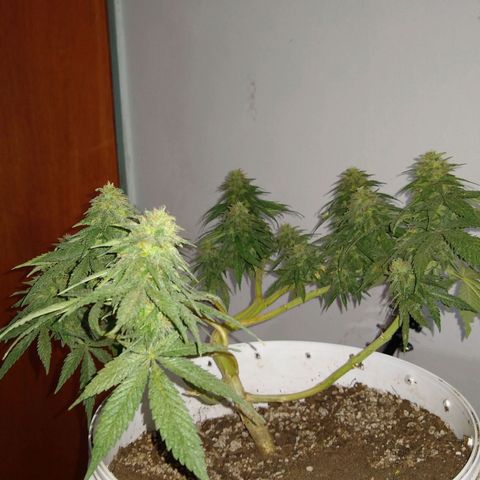 La blanca growlog timeline photo