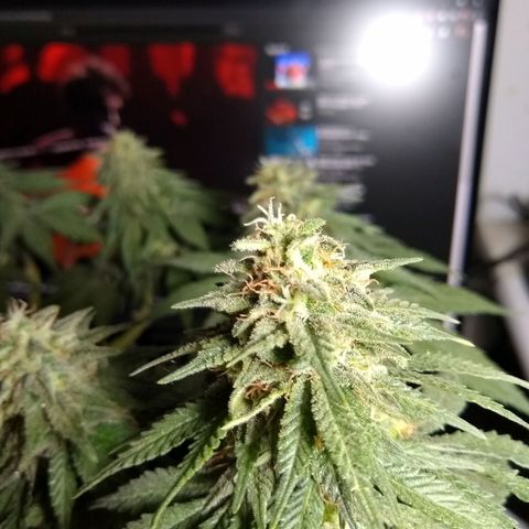 La blanca growlog timeline photo