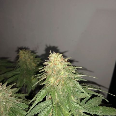 La blanca growlog timeline photo