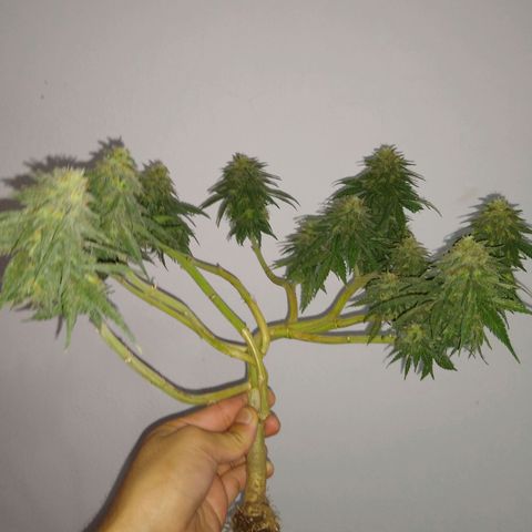 La blanca growlog timeline photo
