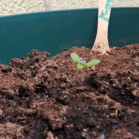 Mirko die Maschine growlog timeline photo