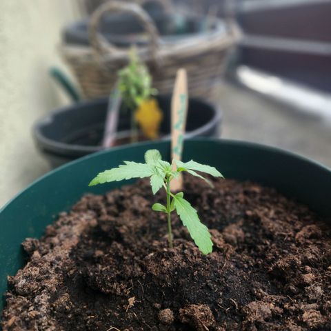 Mirko die Maschine growlog timeline photo