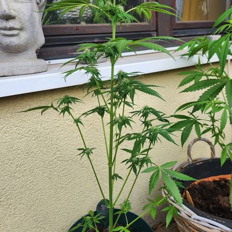 Mirko die Maschine growlog photo: Beschnitten