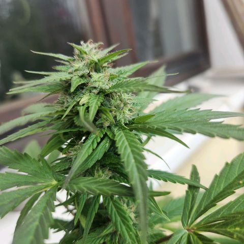 Mirko die Maschine growlog timeline photo