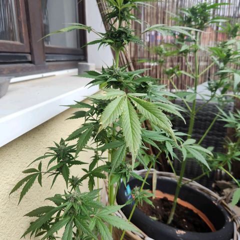 Mirko die Maschine growlog timeline photo