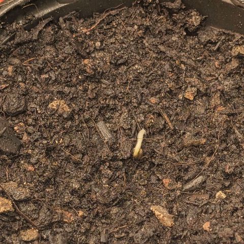 Buddha #2 growlog photo: Germination 